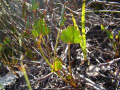 Pelargonium setulosum
