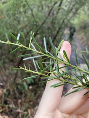 Acacia fimbriata
