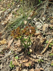 Euphorbia hylonoma