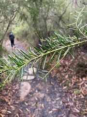Acacia fimbriata