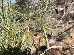 Acacia euthycarpa