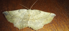Drepanogynis mixtaria