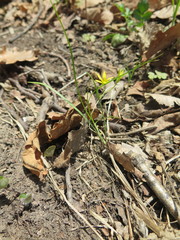 Gagea hiensis