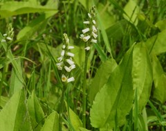 Spiranthes lucida