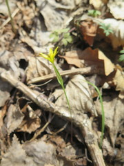Gagea hiensis