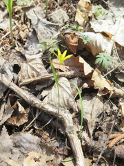 Gagea hiensis