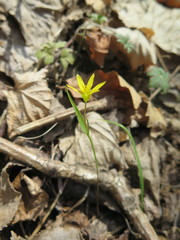 Gagea hiensis