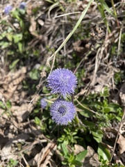 Globularia bisnagarica