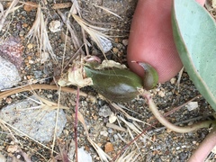 Asclepias cryptoceras davisii