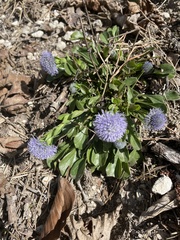 Globularia bisnagarica