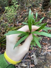 Grevillea oleoides
