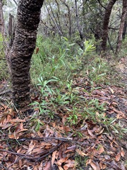 Grevillea oleoides