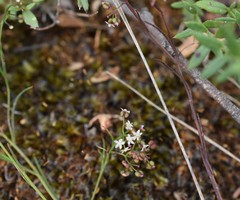 Platysace heterophylla
