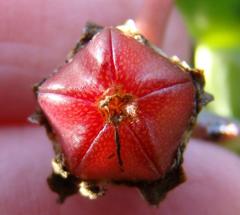Acrodon purpureostylus