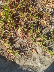 Carpobrotus edulis edulis