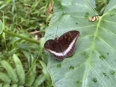 Tanaecia iapis