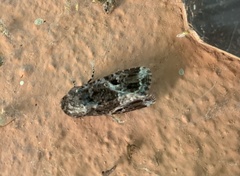 Lepidoptera
