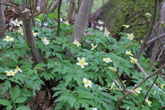 Anemonoides × lipsiensis