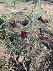 Thymus moroderi