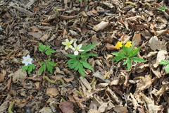 Anemonoides × lipsiensis