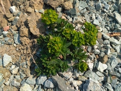 Euphorbia hylonoma