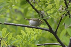 Phylloscopus proregulus
