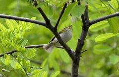 Phylloscopus proregulus