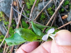 Viola lactea