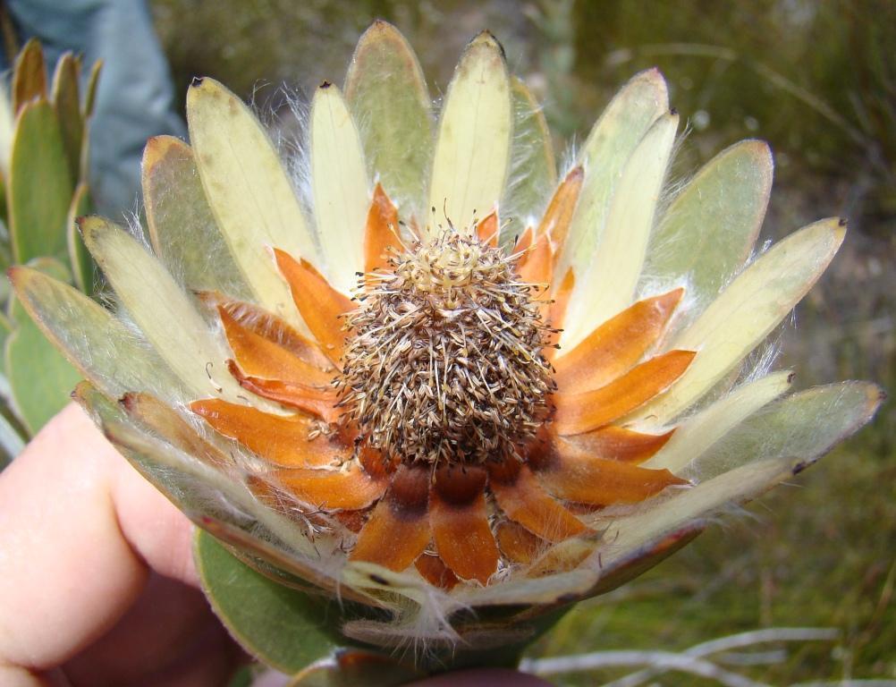 Jonaskop Silver Conebushes