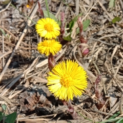 Tussilago farfara