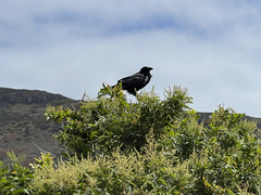 Corvus corax sinuatus