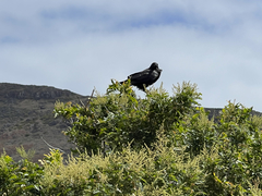 Corvus corax sinuatus