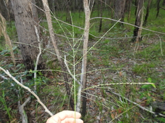 Digitaria parviflora