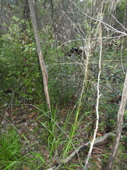 Digitaria parviflora