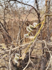 Salix