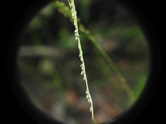 Digitaria parviflora