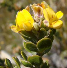 Aspalathus cytisoides