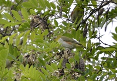 Zosterops erythropleurus