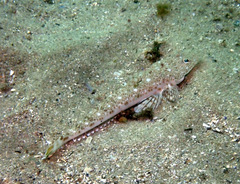 Platycephalus grandispinis