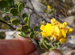 Aspalathus cytisoides