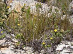 Aspalathus cytisoides