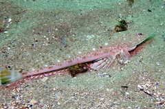 Platycephalus grandispinis