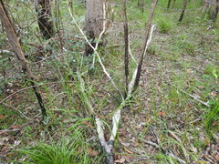 Digitaria parviflora