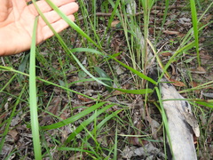 Digitaria parviflora