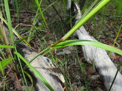 Digitaria parviflora