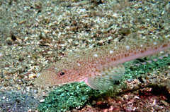 Platycephalus grandispinis