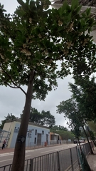 Elaeocarpus balansae