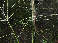 Digitaria parviflora