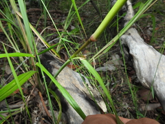 Digitaria parviflora