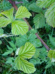 Rubus tuberculatus